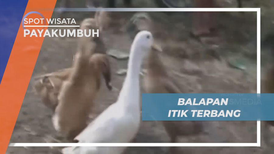 Kemeriahan Adu Balap Itik Terbang, Satu-satunya di Dunia, Payakumbuh