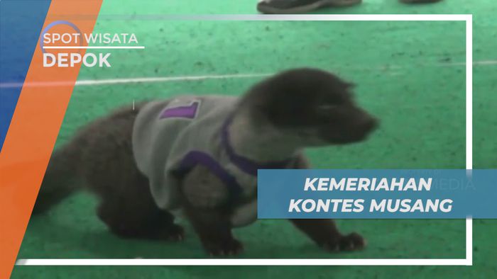 Lucunya Ratusan Musang Lenggak-lenggok di Catwalk, Depok
