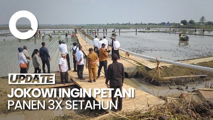 Tinjau Pompanisasi di Lampung, Jokowi Ingin Petani Panen 3 Kali Setahun