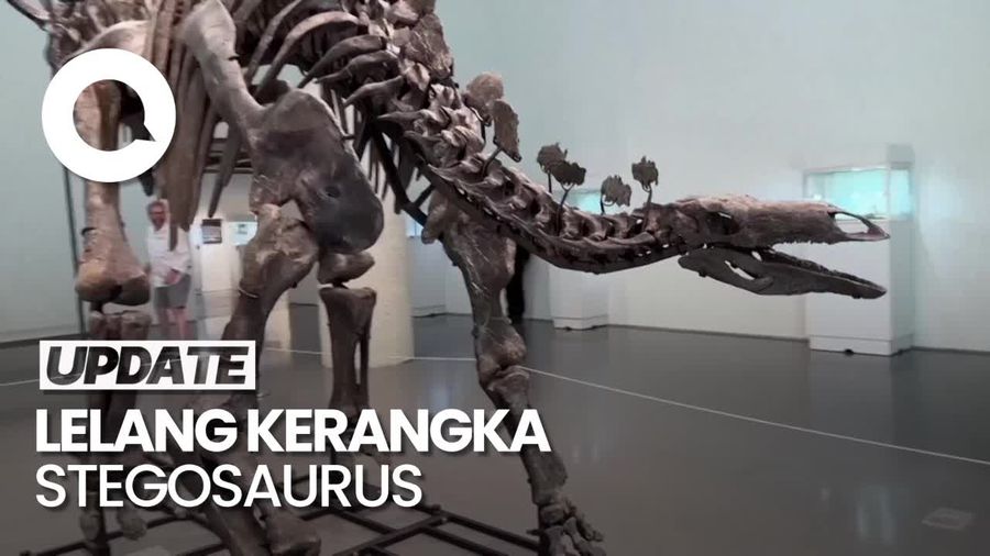 Kerangka Stegosaurus Bakal Dilelang di New York