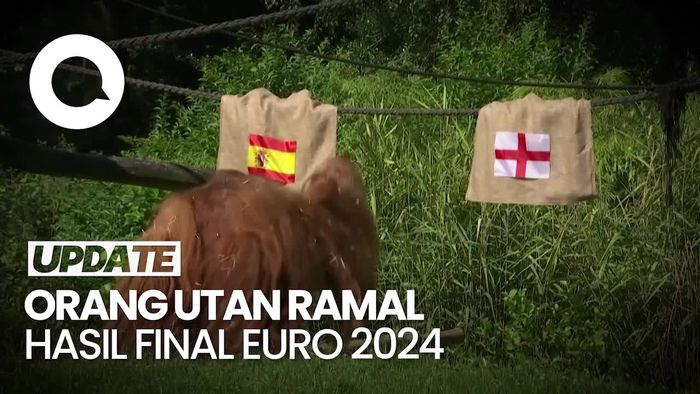 Jelang Final Euro 2024, Orang Utan Ini Ramal Spanyol Juara