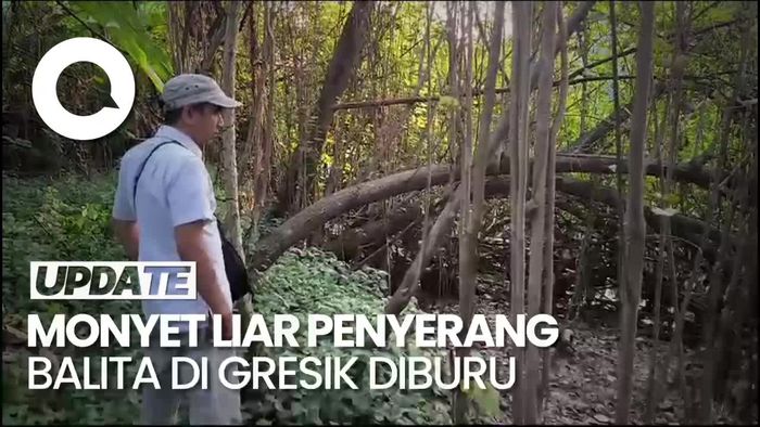 Monyet Liar yang Serang Balita di Gresik, Diburu Polhut BKSDA hingga Warga