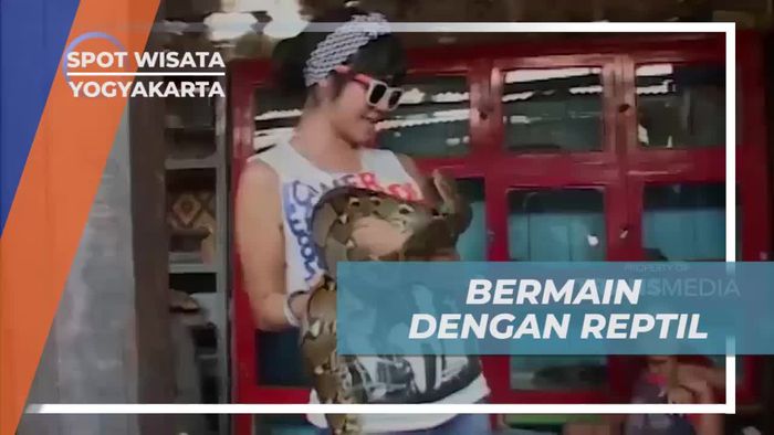 Bermain Dengan Reptil di Pasar Burung Ngasem Yogyakarta
