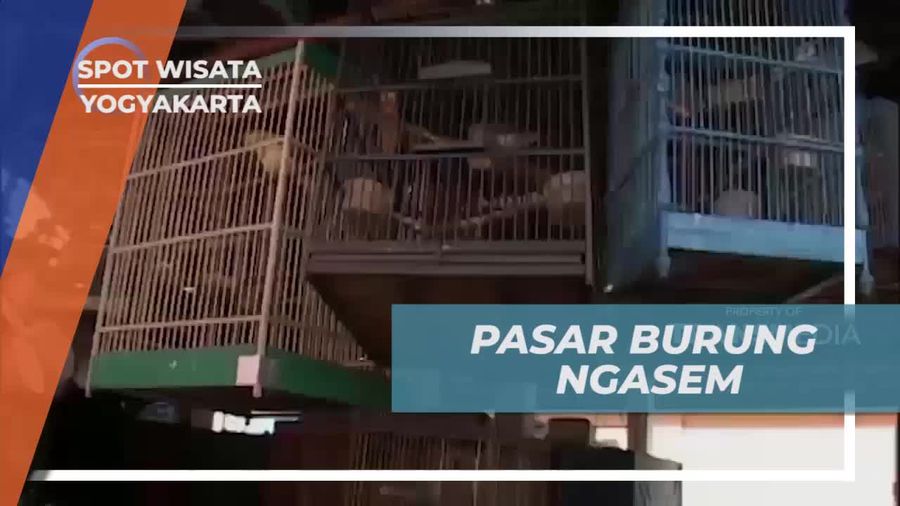 Berkunjung ke Pasar Burung Ngasem di Kota Gudeg Yogyakarta