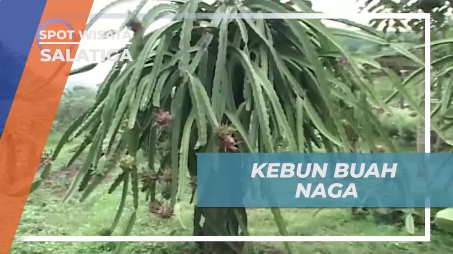 Melihat Hamparan Perkebunan Buah Naga yang Luas di Salatiga
