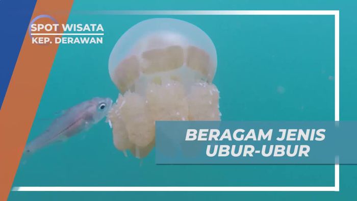 Mengenal Jenis Ubur-ubur di Pulau Kakaban Derawan
