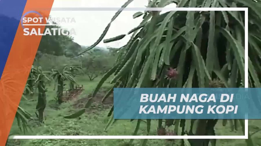 Singgah Sejenak ke Kebun Buah Naga di Kampung Kopi Salatiga