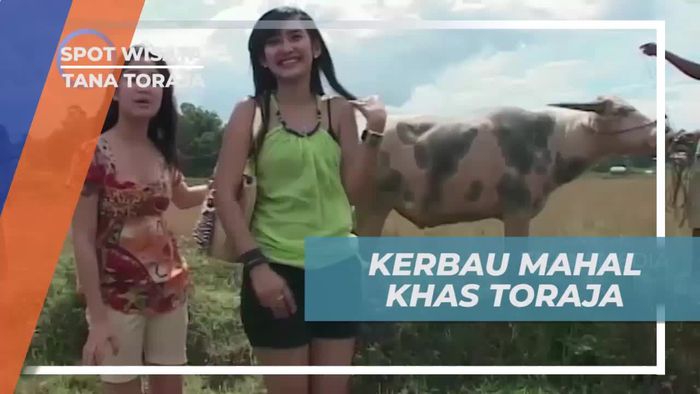 Tedong, Sebutan Kerbau Khas Tana Toraja