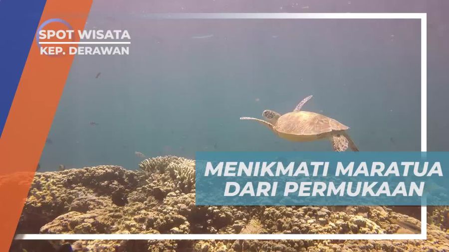 Menikmati Keindahan Biota Laut Dari Permukaan, Pulau Maratua Derawan