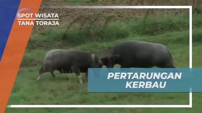 Melihat Tradisi Pertarungan Kerbau di Tana Toraja