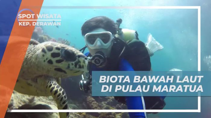 Melihat Aneka Biota Laut Cantik di Pulau Maratua Derawan