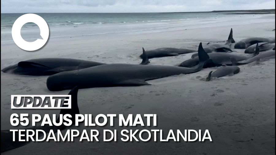 Penampakan 65 Paus Pilot Terdampar di Pantai Skotlandia
