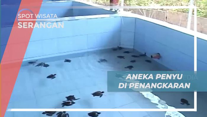 Aneka Penyu Lucu di Pengangkaran Serangan