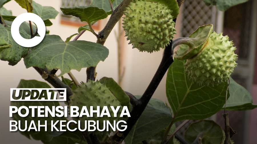 Pakar Sebut Buah Kecubung Tak Layak Dikonsumsi Sebagai Obat Herbal