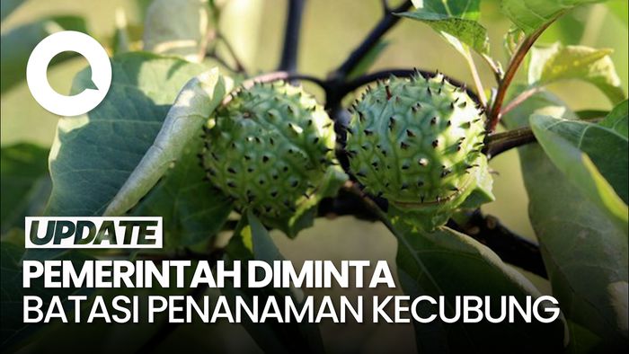 Pemerintah Diminta Kaji Ulang Penanaman Buah Kecubung