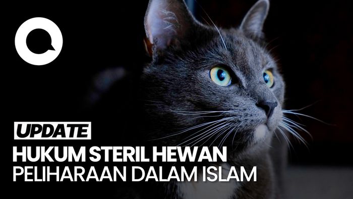 Penjelasan MUI soal Hukum Steril Hewan Peliharaan dalam Islam