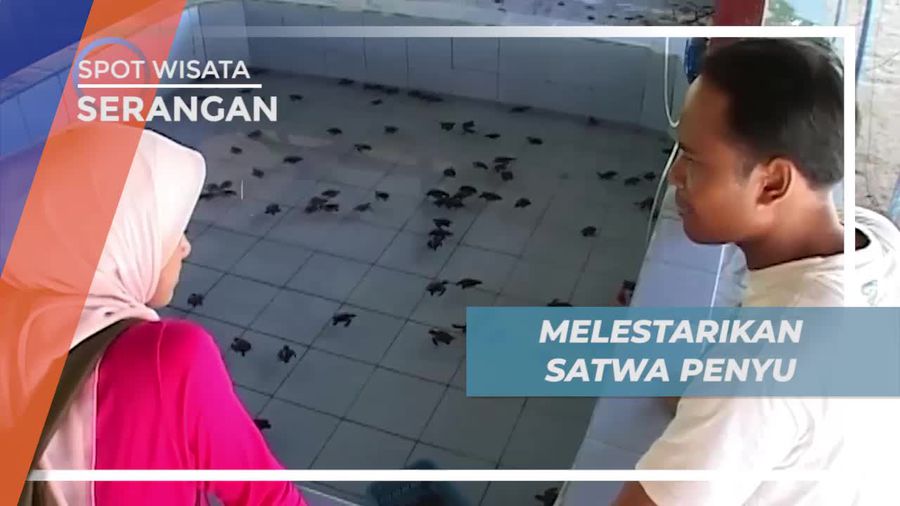 Ikut Belajar Cara Melestarikan Penyu Yang Hampir Punah, Serangan