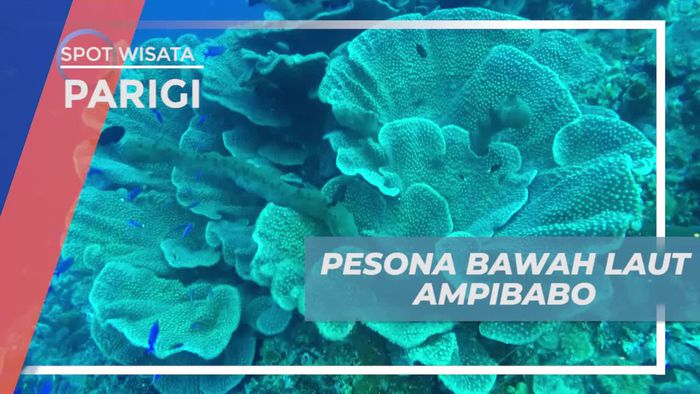 Melihat Dari Dekat Keindahan Aneka Biota Laut di Ampibabo Parigi