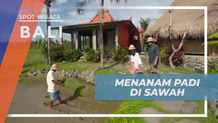 Menanam Padi di Sawah Ditemani Petani Ubud Bali