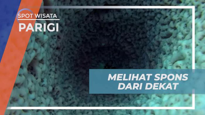Diving Menyusuri Setiap Sudut Keindahan Bawah Laut Ampibabo Parigi