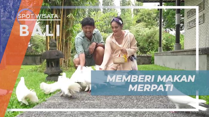 Memberi Makan Merpati di Resort Bernuansa Asri dan Sejuk, Bali
