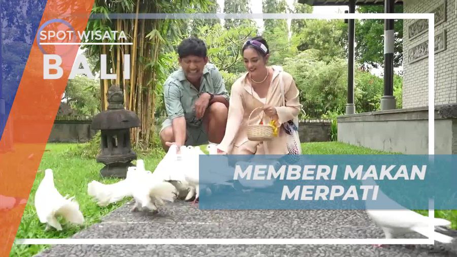 Memberi Makan Merpati di Resort Bernuansa Asri dan Sejuk, Bali