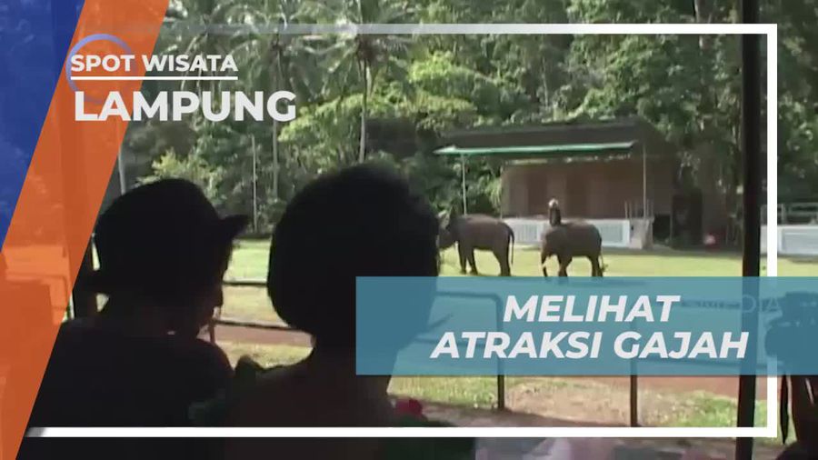 Melihat Atrasi Seru Gajah Menjawab Pertanyaan Matematika di Lampung