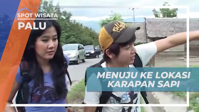 Seru-seruan Naik Angkot Menuju Tempat Karapan Sapi, Palu