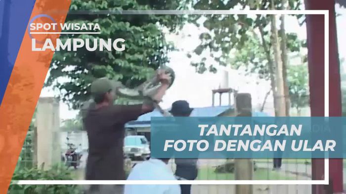 Melawan Rasa Takut Dengan Berfoto Dengan Ular, Lampung