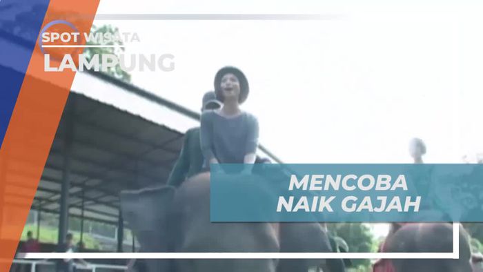 Pengalaman Asik Mencoba Naik Gajah di Lampung