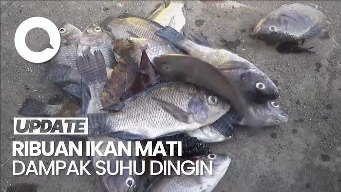 Dampak Suhu Dingin, Ribuan Ikan Keramba di Lumajang Mati Mendadak