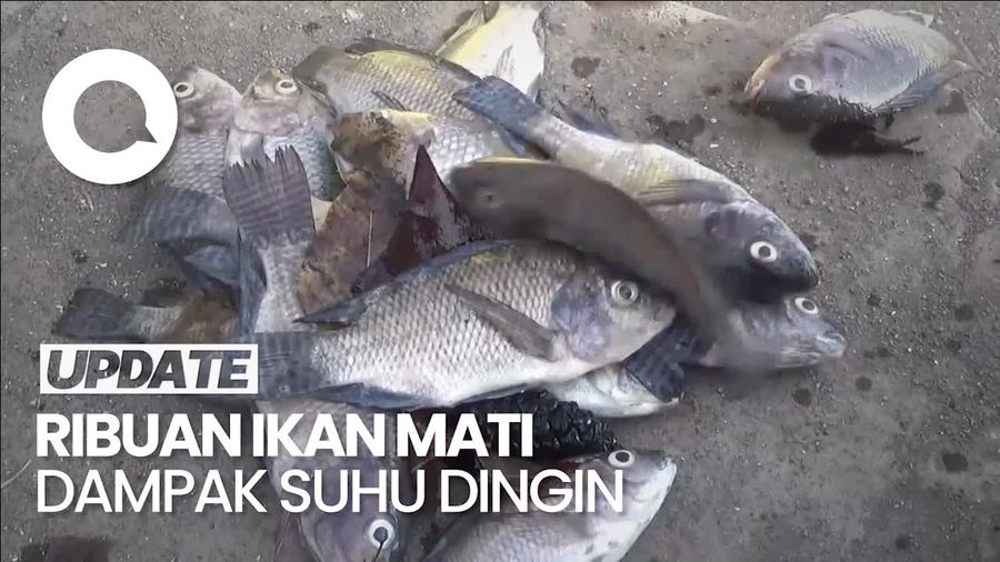 Dampak Suhu Dingin, Ribuan Ikan Keramba di Lumajang Mati Mendadak