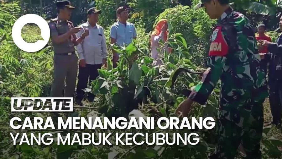 Kenali Gejala Mabuk Kecubung dan Pertolongan Pertamanya