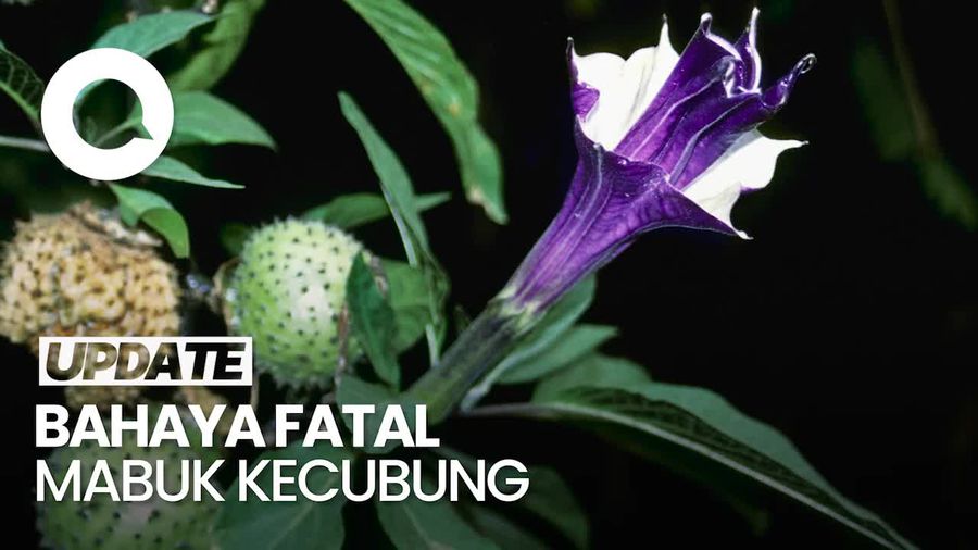 Alasan Mabuk Kecubung Bisa Menyebabkan Kematian