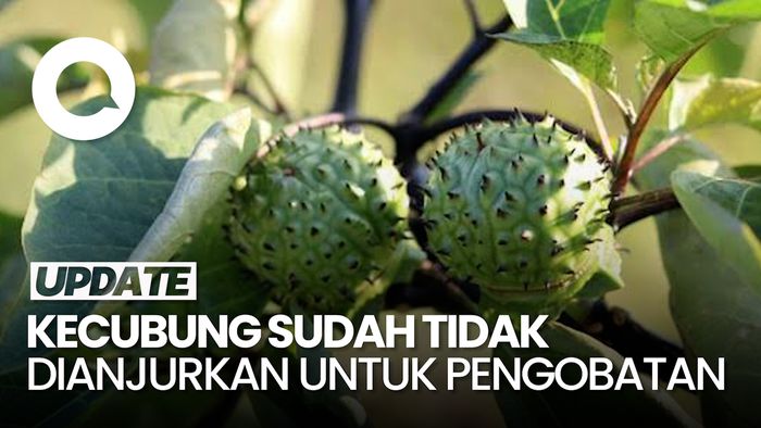 Pakar Tidak Anjurkan Kecubung Sebagai Obat Tradisional, Kenapa Ya?