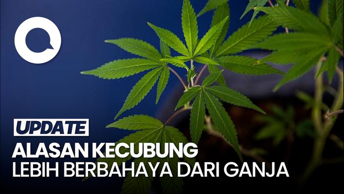 Pakar: Kecubung Lebih Berbahaya dari Ganja 