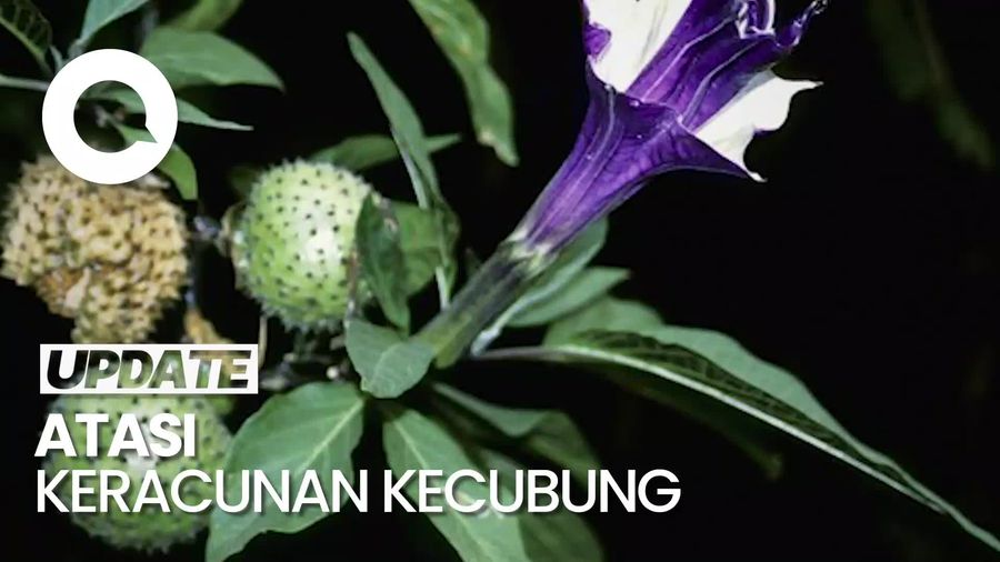 Ini Penanganan saat Keracunan Kecubung