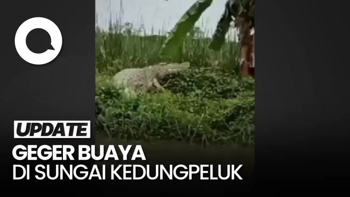 Penampakan Buaya Besar yang Bikin Geger Warga Desa Kedungpeluk
