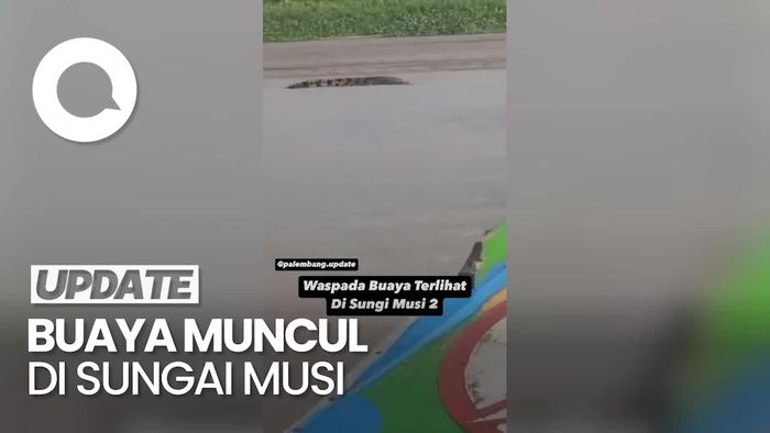 Viral Buaya Berukuran Besar Muncul di Sungai Musi Palembang