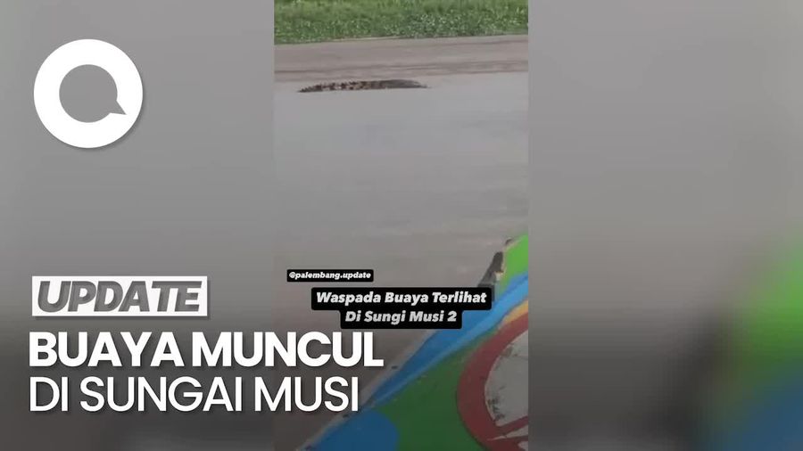 Viral Buaya Berukuran Besar Muncul di Sungai Musi Palembang