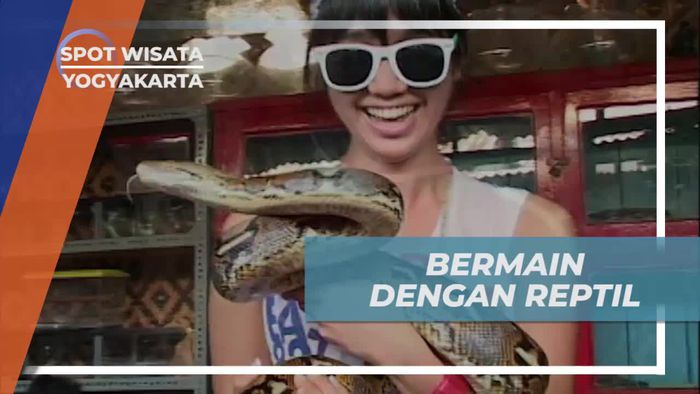 Berinteraksi Dengan Reptil di Pasar Burung Ngasem Yogyakarta