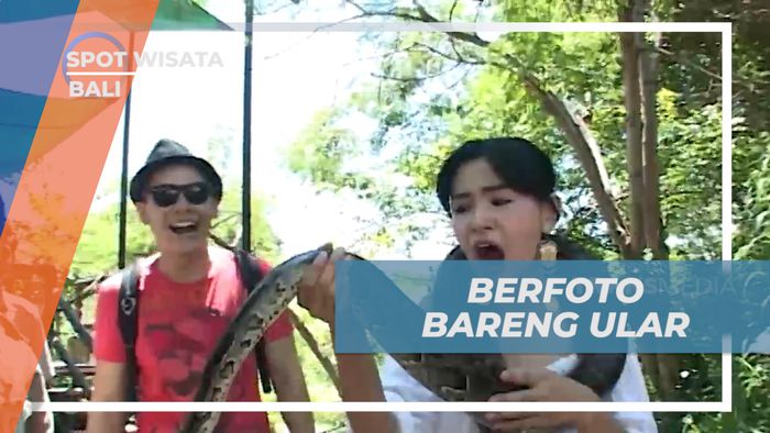 Cekrak-cekrek Abadikan Momen Seru Berfoto dengan Ular Besar, Bali