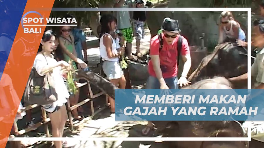 Senangnya Berinteraksi dan Memberi Makan Gajah yang Ramah, Bali