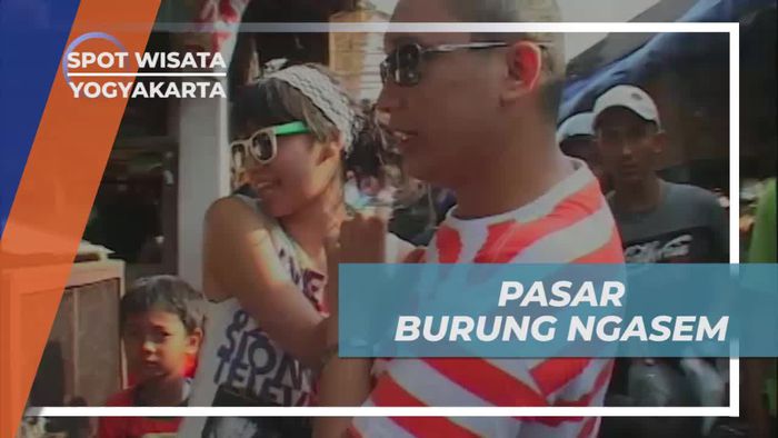 Melihat Aneka Satwa Lucu di Pasar Burung Ngasem Yogyakarta