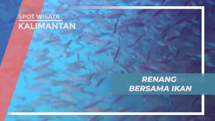 Berenang Asik Ditemani Gerombolan Ikan di Labuan Cermin Kalimantan Timur