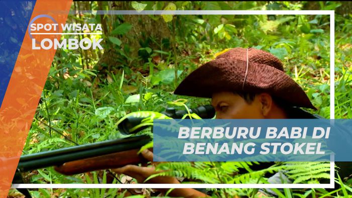 Sensasi Seru Ikut Berburu Hama Babi di Hutan Benang Stokel, Lombok