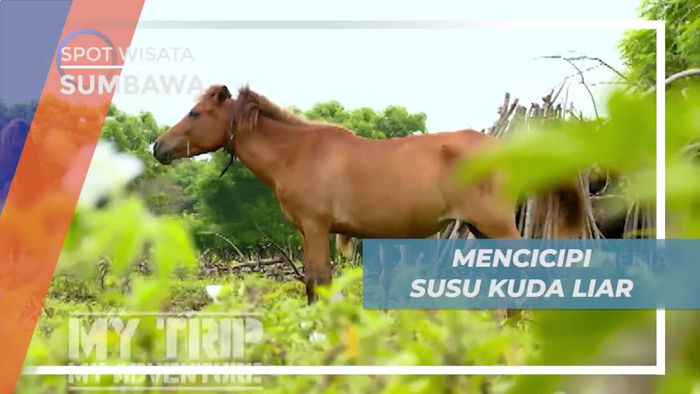 Mencicipi Cita Rasa Khas Susu Kuda Liar di Sumbawa