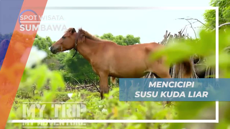 Mencicipi Cita Rasa Khas Susu Kuda Liar di Sumbawa