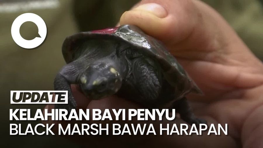 Spesies Penyu Black Marsh di Kamboja Terancam Punah