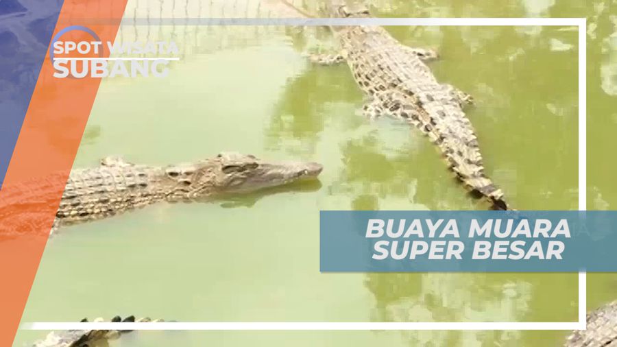 Mengenal Lebih Jauh Buaya Muara Asal Kalimantan, Subang